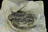 Very Detailed Cyphaspis Trilobite - Ofaten, Morocco #170929-6